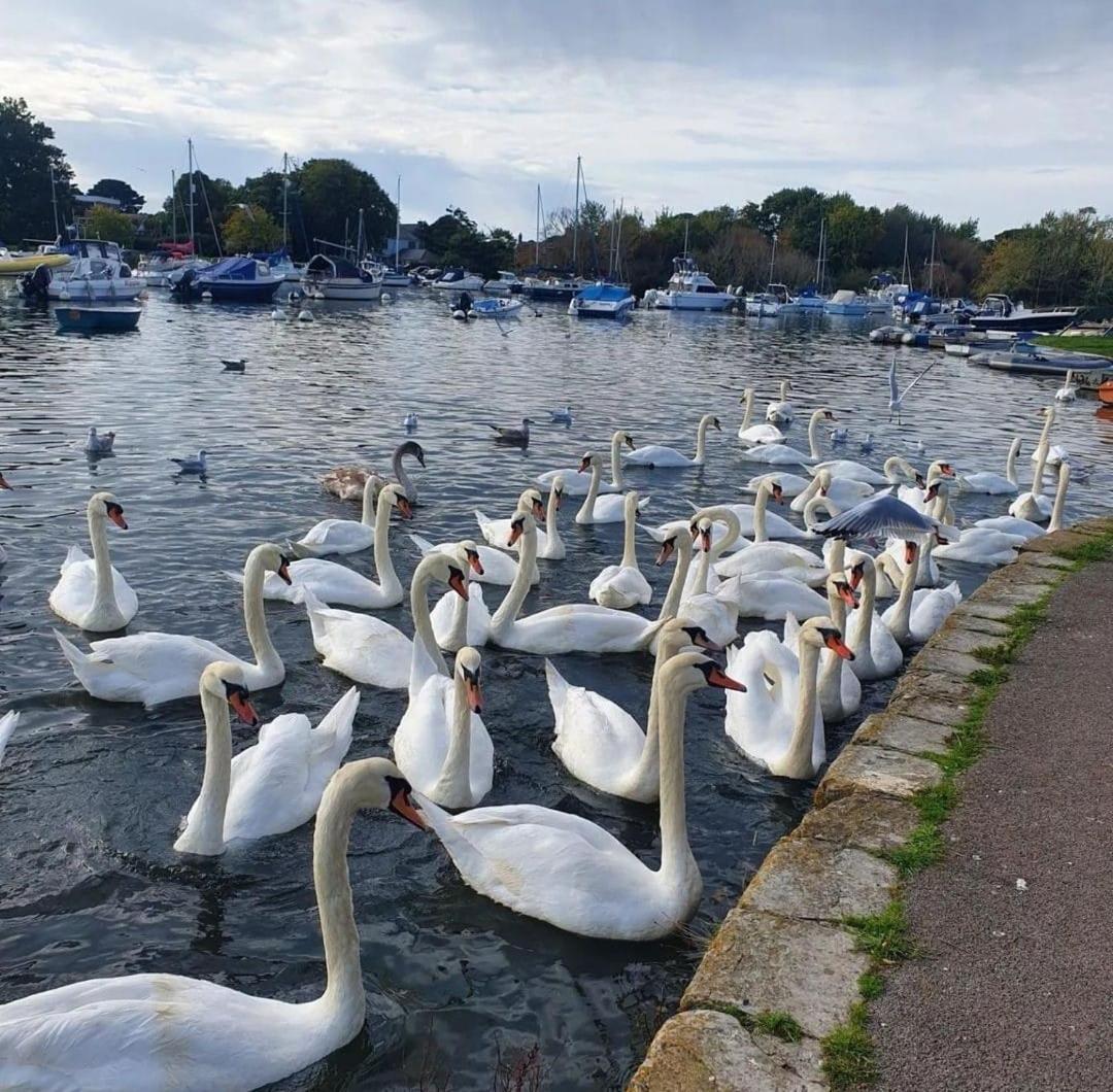 Mudeford Swans Apartment Christchurch  Ngoại thất bức ảnh